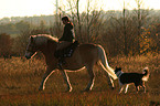 woman rides haflinger horse and is followed by a dog