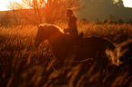 woman rides haflinger horse in sunset light