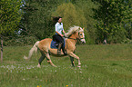 woman rides haflinger horse