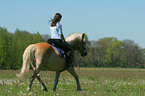 woman rides haflinger horse