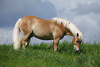 grazing Haflinger