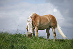 grazing Haflinger