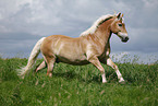 running Haflinger