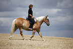 trotting Haflinger