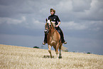 trotting Haflinger