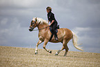 running Haflinger