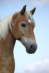 Haflinger Portrait