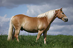 Haflinger