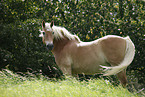 Haflinger