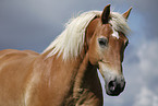 Haflinger Portrait