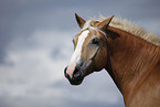 Haflinger Portrait