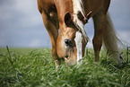 grazing Haflinger