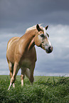 Haflinger