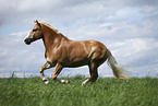 running Haflinger horse