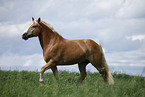 trotting Haflinger