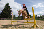 jumping Haflinger horse