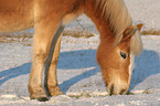 eating Haflinger horse