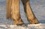 Haflinger hoofs