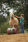 woman with Haflinger horse