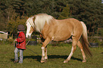 kid and Haflinger horse