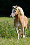 trotting Haflinger horse