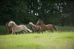 galloping horses