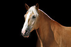 Haflinger horse portrait