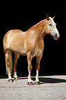 Haflinger horse