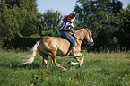 woman rides Haflinger horse