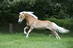 galloping Haflinger horse