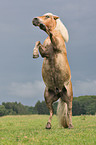 rising Haflinger horse