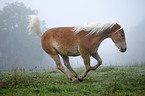 galloping Haflinger horse