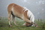 Haflinger horse shows trick