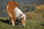 Haflinger horse shows trick