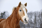 Haflinger Horse Portrait