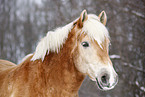 Haflinger Horse Portrait