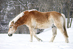 Haflinger
