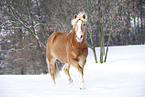 trotting Haflinger