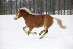 running Haflinger Horse