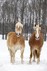 Haflinger horses