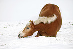 wallowing Haflinger Horse