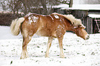 Haflinger