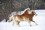 running Haflinger horses