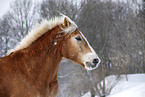 Haflinger Horse Portrait
