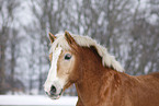 Haflinger Horse Portrait
