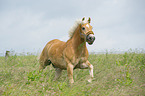 galloping Haflinger horse