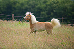 young Haflinger horse