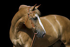 Haflinger horse potrait