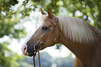Haflinger horse potrait