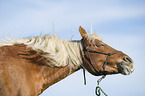 Haflinger horse gelding is shaking his head